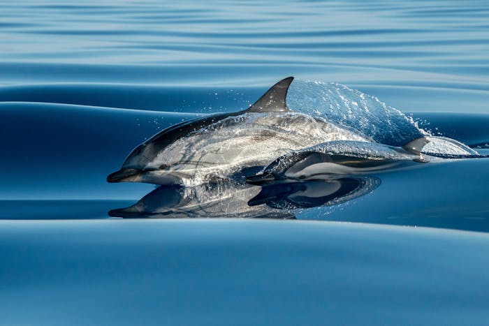 Channel Island Wildlife Tours | Island Packers Cruises