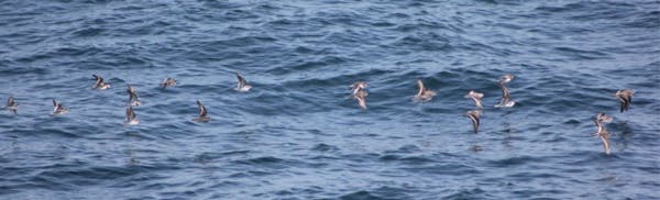 a flock of seagulls are swimming in a body of water