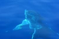 Humpback underwater