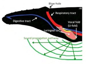 diagram of whale larynx