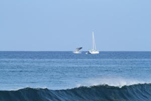 Humpback breaches near Seasmoke