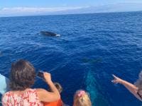 Humpbacks pass by the boat