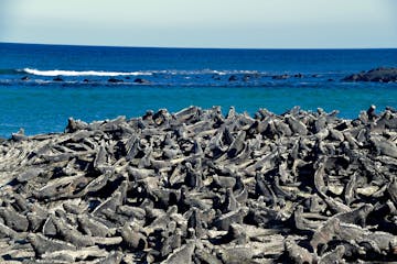 a flock of birds sitting on a rock near the ocean