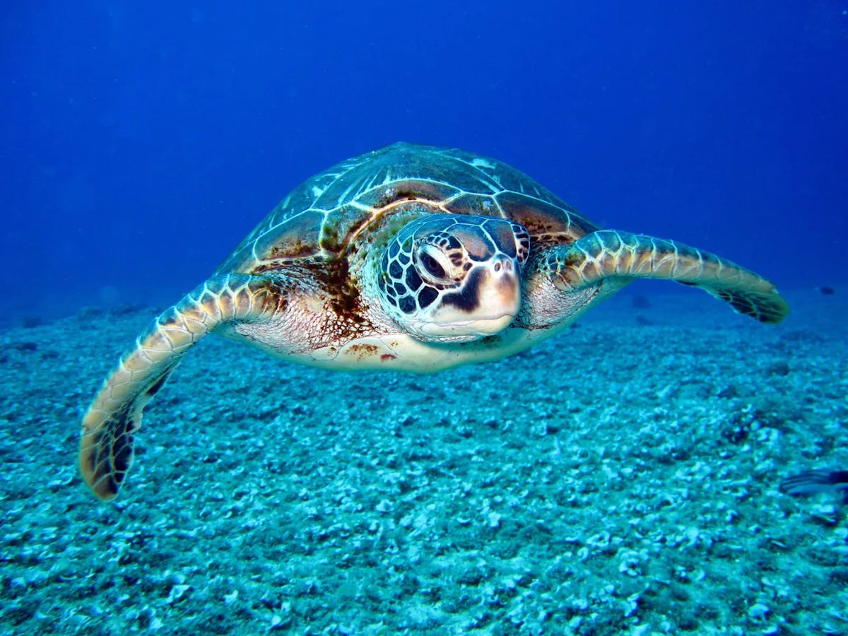a picture of a turtle