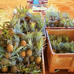 Sugarloaf Pineapple Plants for Sale