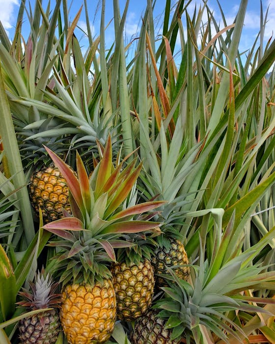 Sugarloaf Pineapple Plant