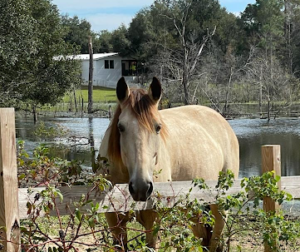 a brown horse standing next to a fence