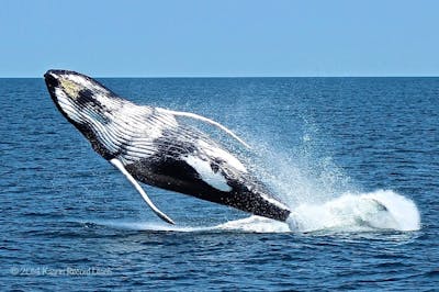 A Humpback Whale breaches the surface on a Whale Watch Cruise