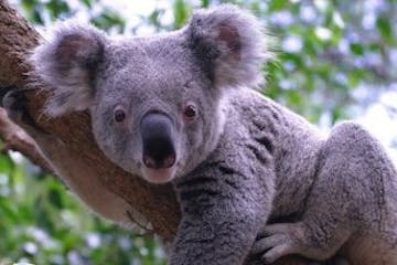 a koala bear on a branch