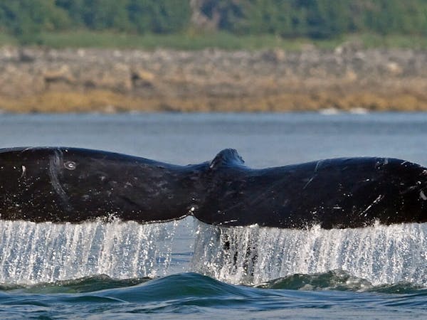 an image of a whale's tail while whale watching & wildlife excursion with glacier wind charters in icy strait point, alaska