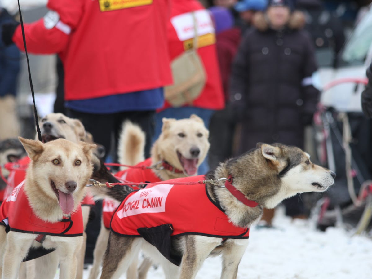 a pack of dogs on a leash in Iditarod
