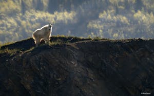 a polar bear standing on top of a mountain