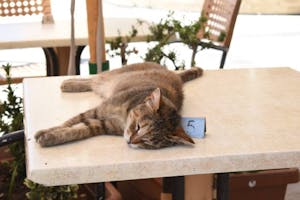 a cat lying on top of a wooden table