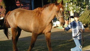 a brown horse standing next to a person
