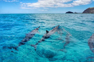 Spinner Dolphins Rise for a Breath off Kauai, Hawaii in Perfect Water