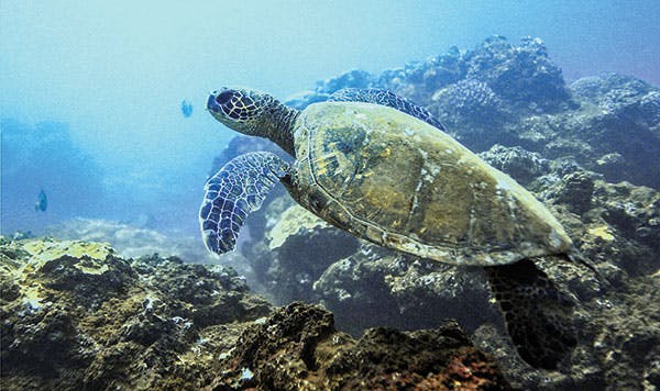 A Sea Turtle swimming at a Kauai Beach