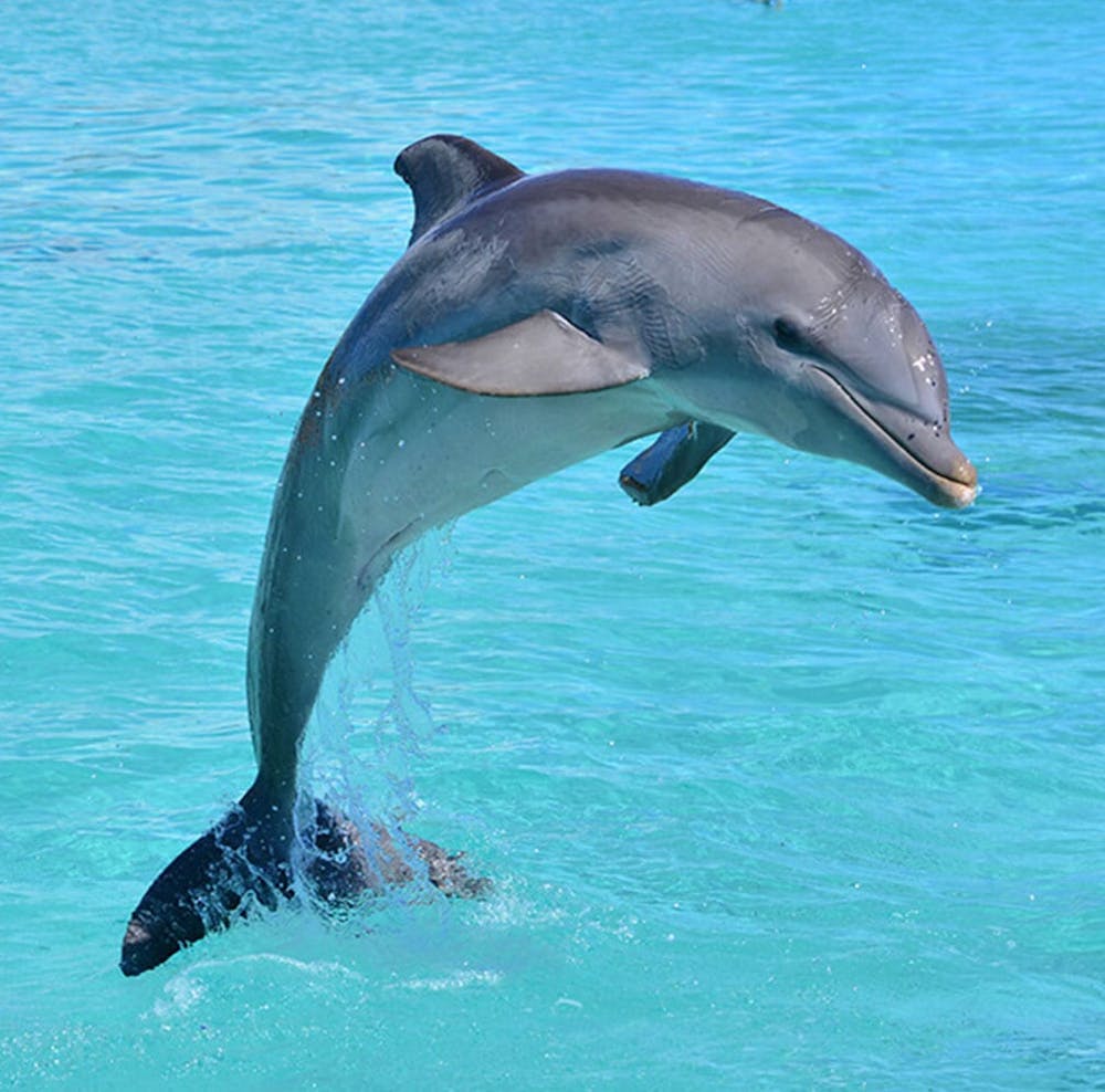 Dolphin Wind Spinner Round