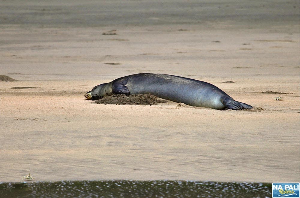 a seal lying on the ground next to a body of water