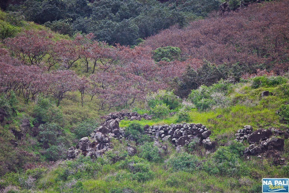 a herd of giraffe standing on top of a mountain