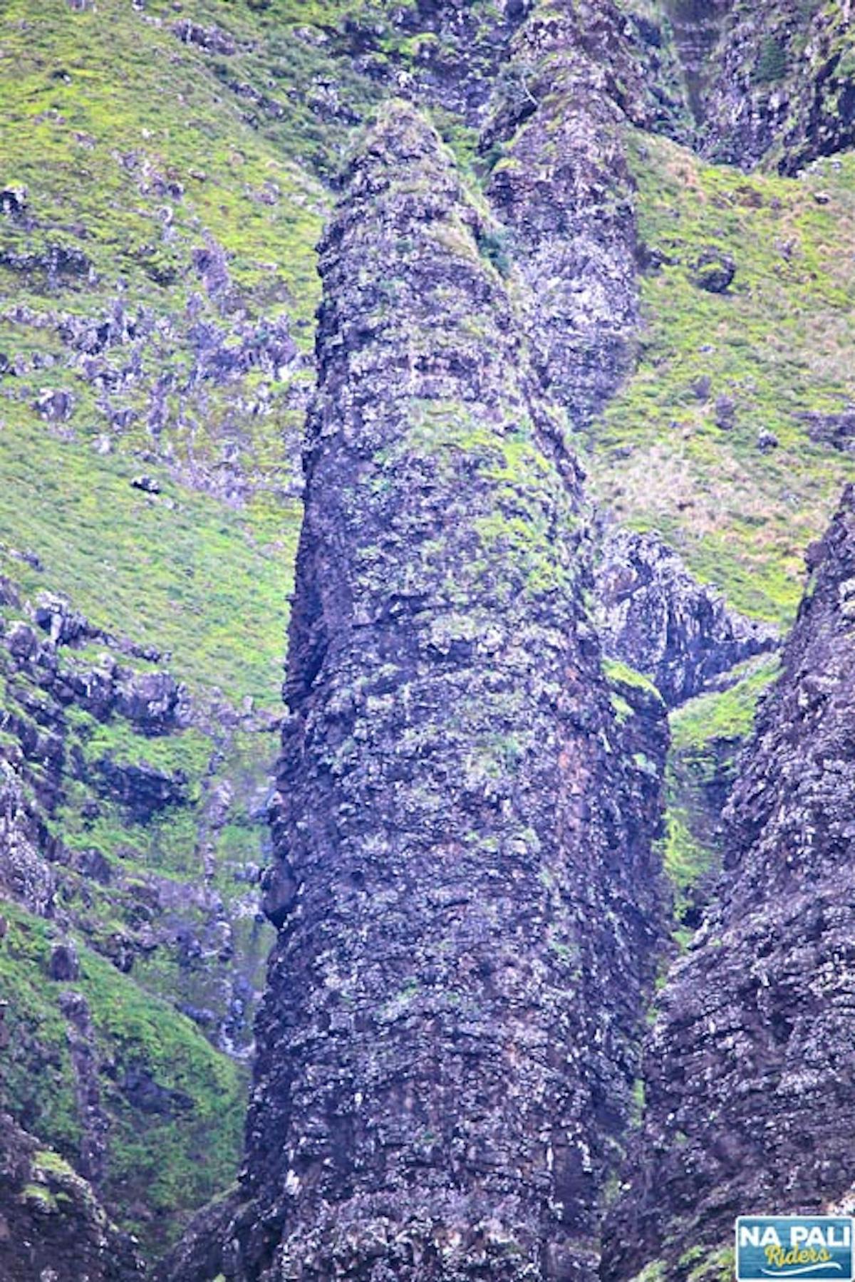a close up of a hillside next to a forest