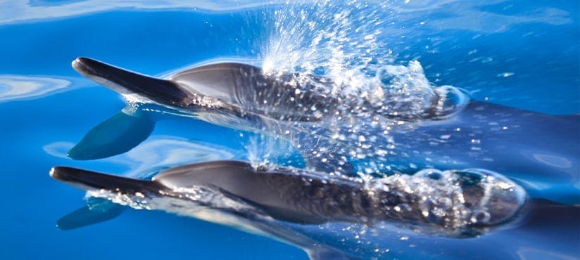 a dolphin swimming in blue water