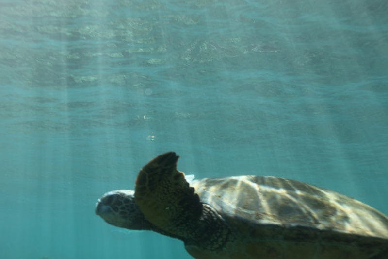a turtle swimming under water