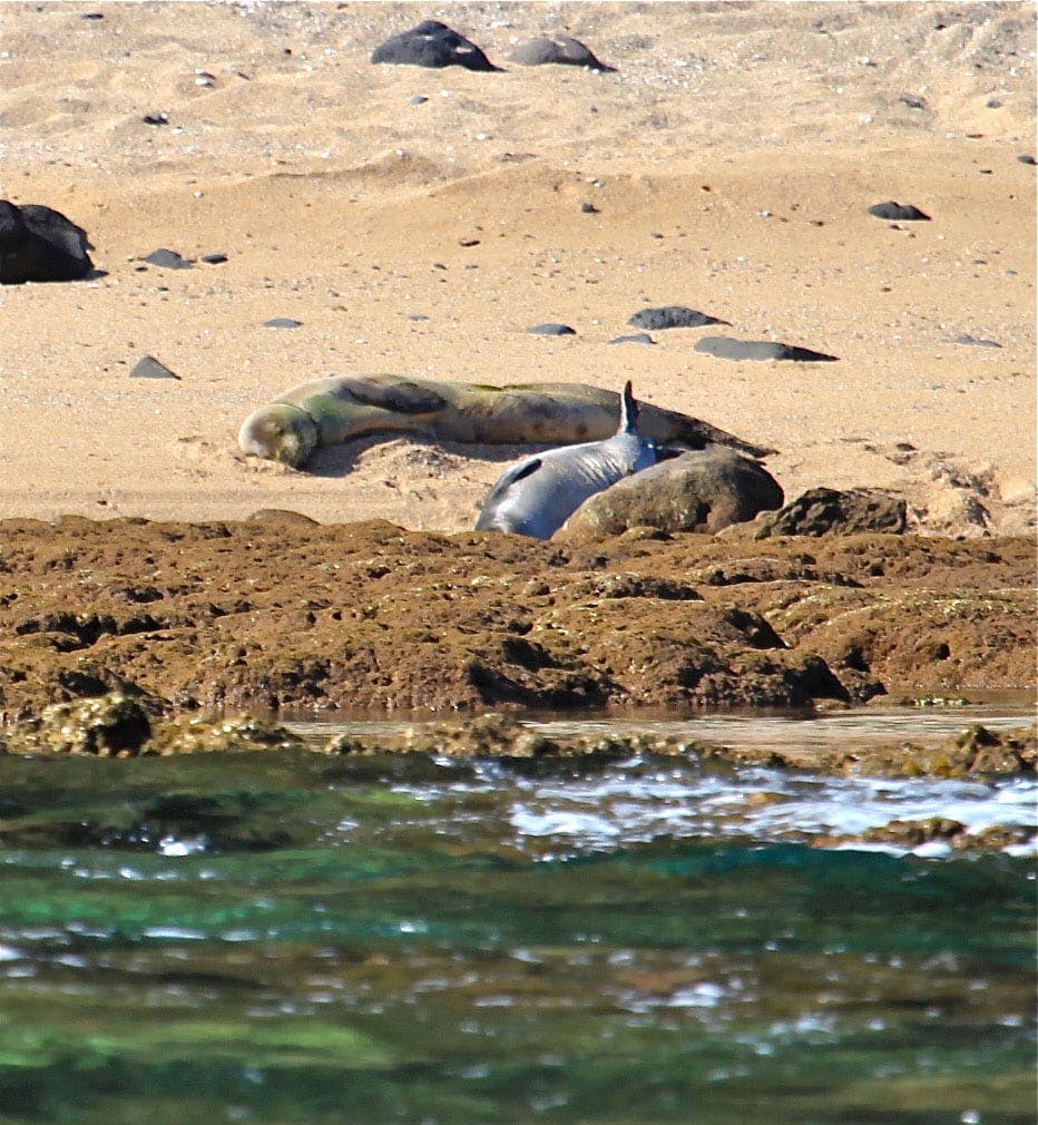a seal lying in the sand on a beach