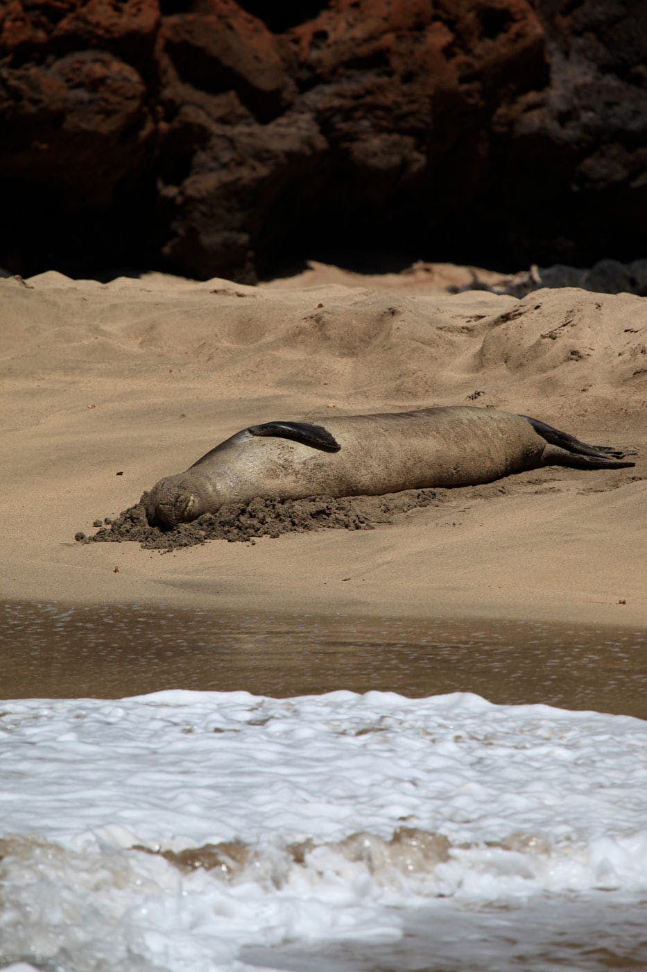 a seal on a rock near the ocean