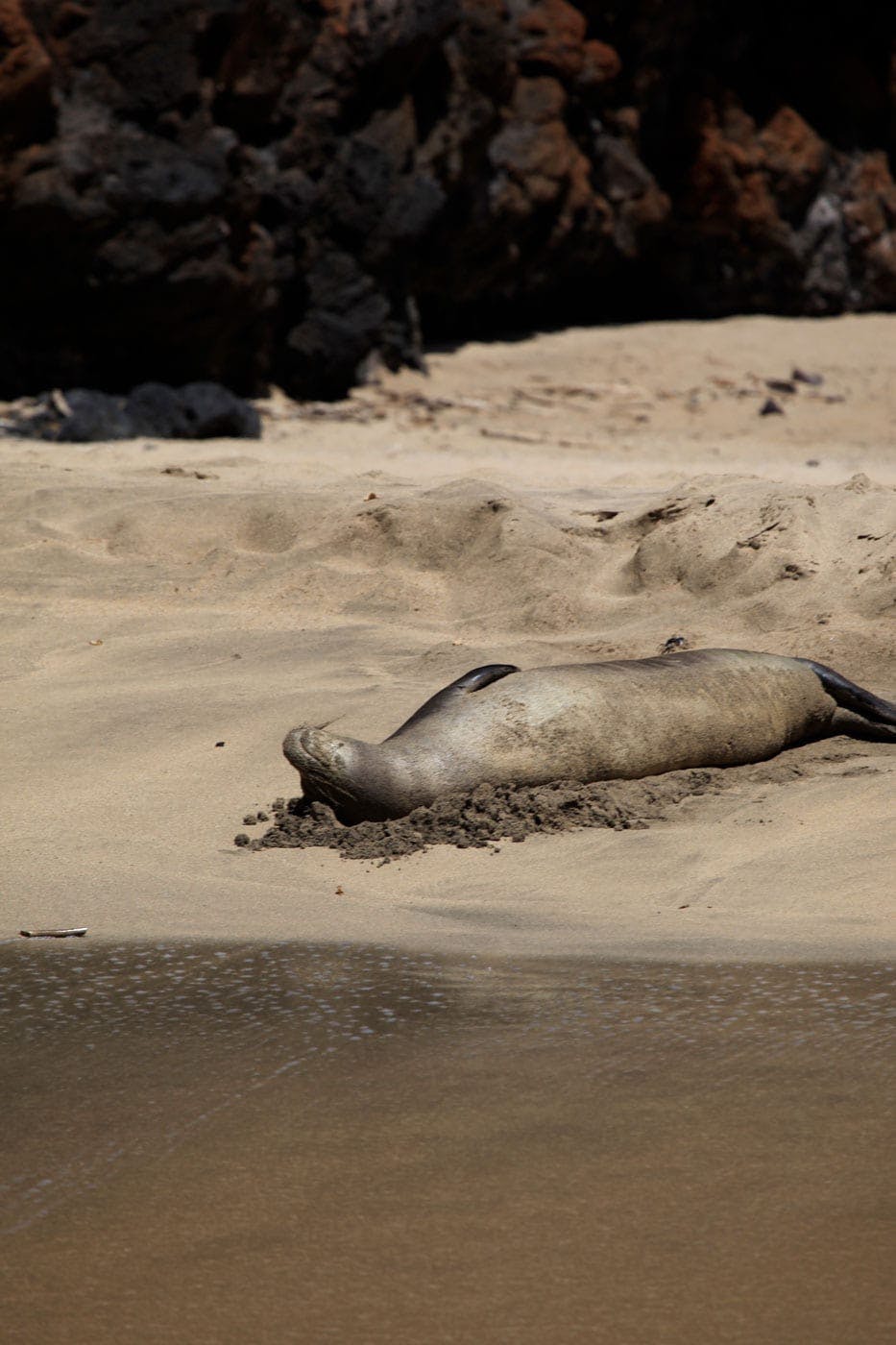 a seal on a rocky beach