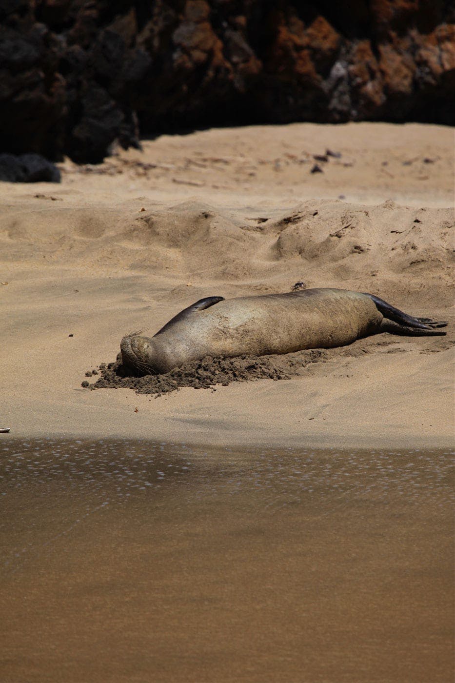 a seal on a rocky beach