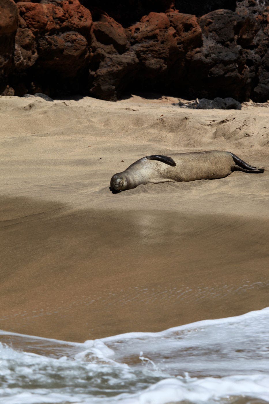 a seal on a rock near the ocean