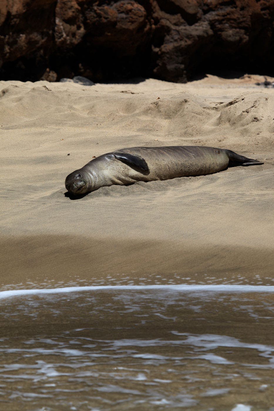 a seal lying down on a rock next to a body of water