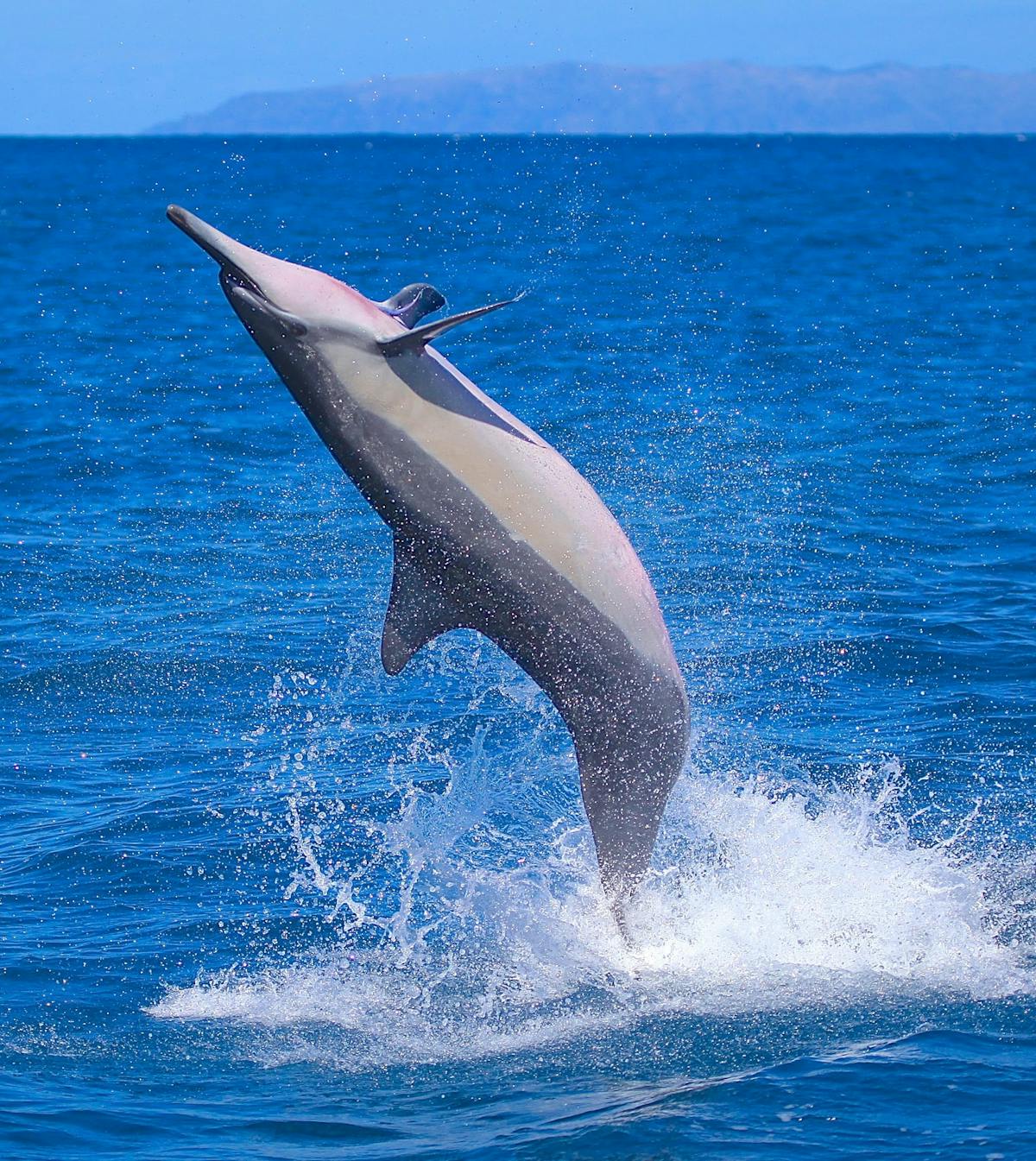 a dolphin jumping out of the water
