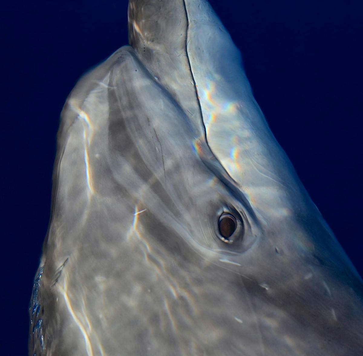 a close up of a fish