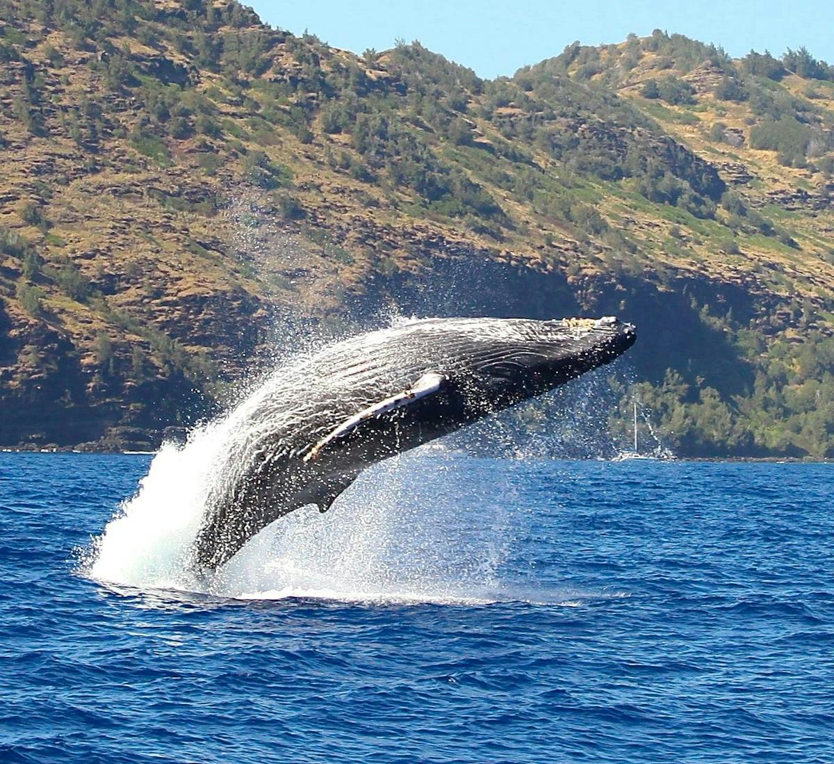 a whale swimming in a body of water with a mountain in the background