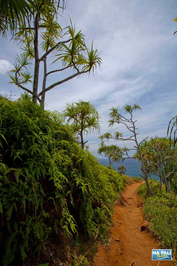 Thatch screwpine, Tahitian screwpine, hala tree (pū hala in Hawaiian) pandanus Tree along the Kalalau trail