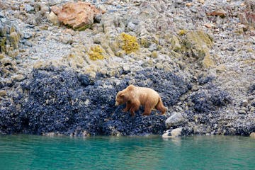 a bear that is standing in the water
