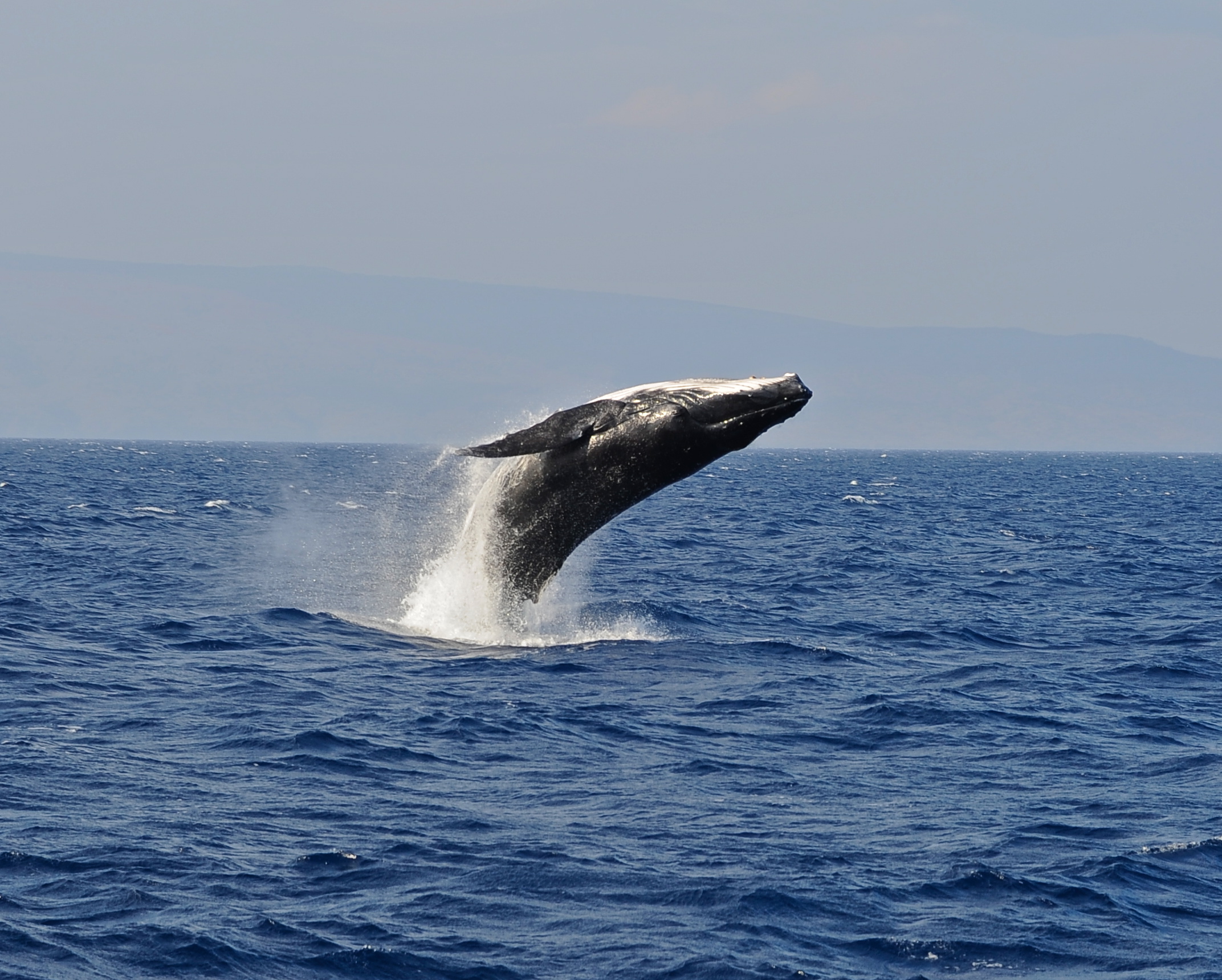 maui adventure tours whale watch