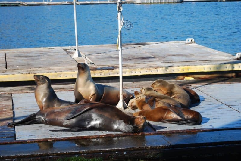 a seal on a dock next to a body of water
