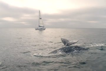 Whales swimming in the water