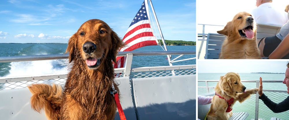 a dog sitting on a boat looking at the camera