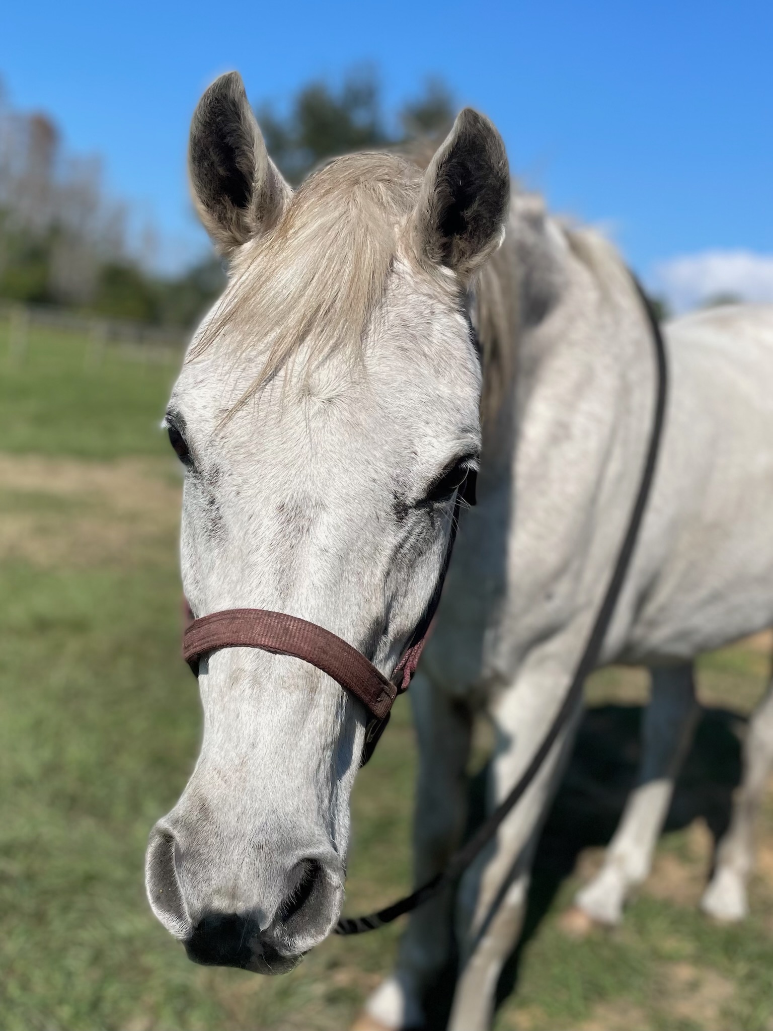 What Makes the Best Horseback Riding Orlando Has to Offer? | Lake ...