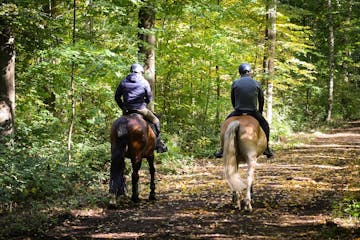 a man riding a horse in a forest
