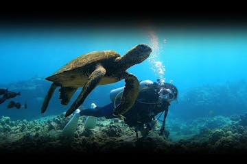 a sea turtle and diver