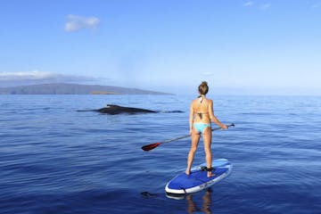 Paddleboard - “Whale” of a Whale Watch Image 2