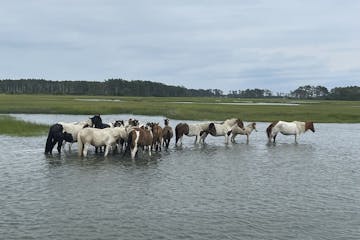 a herd of cattle walking across a body of water