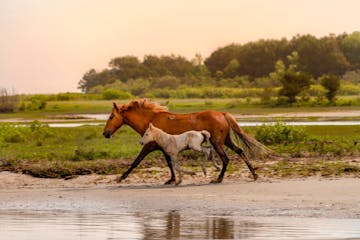 a brown horse standing next to a body of water
