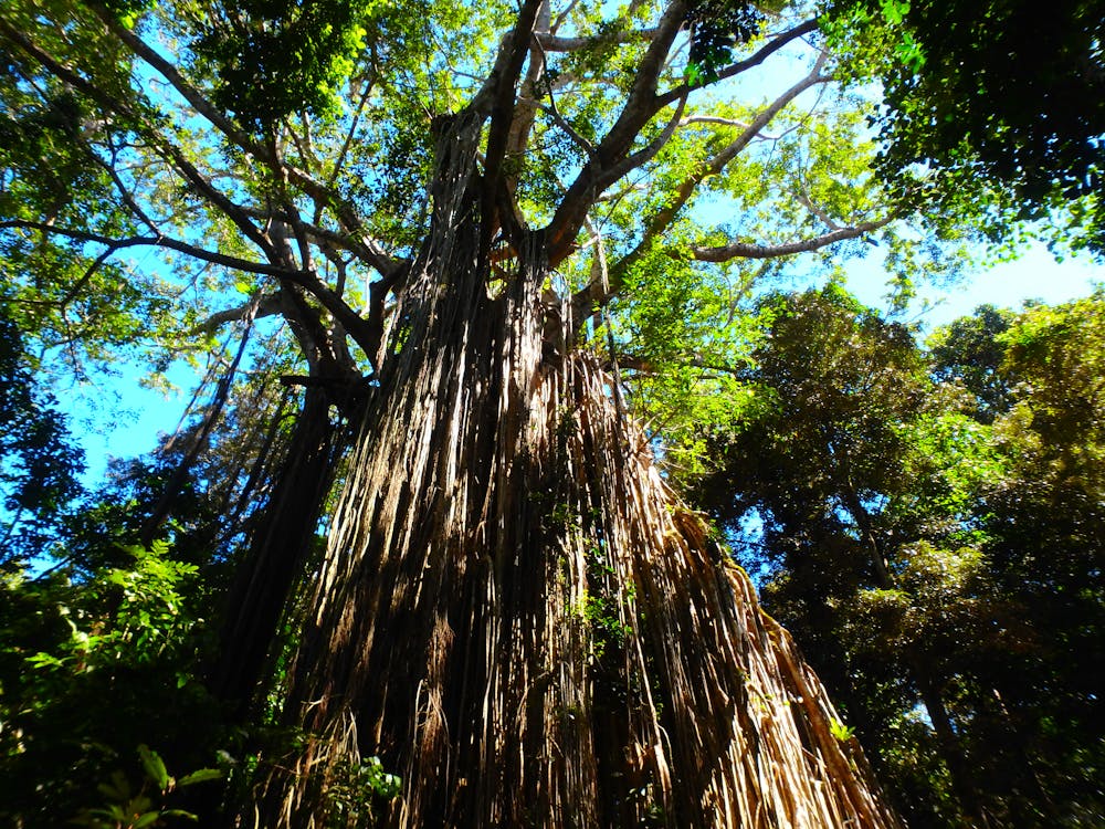 A bright photo of the Cathedral Fig Tree in Atherton Tablelands Australia with Barefoot Tours