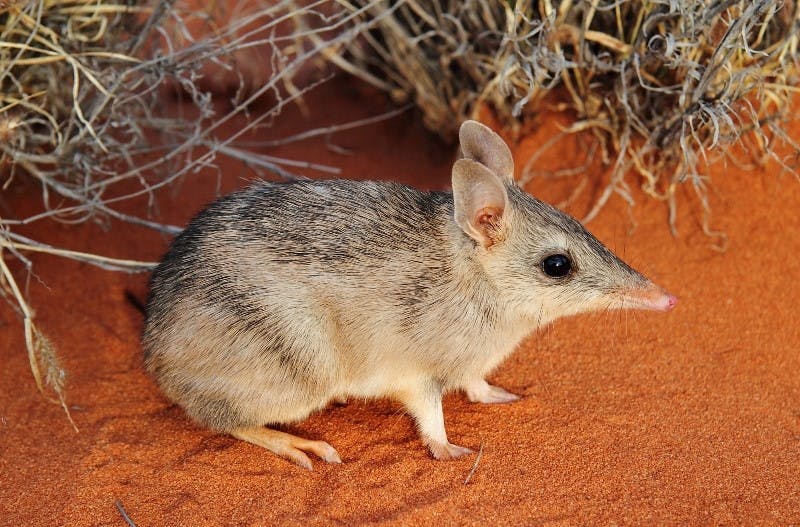 Blog - 30 Iconic Aussie Animals for the Bucket List.