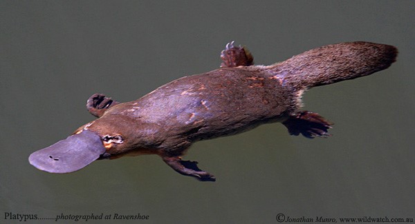 platypus tail vs beavertail